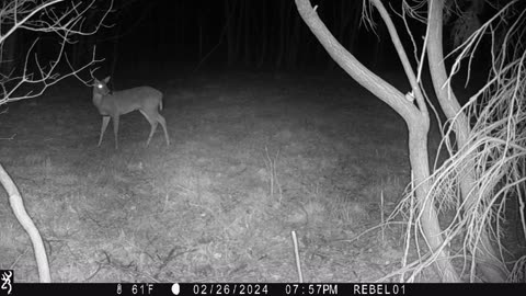 1 antler Deer!