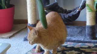 Orange Cat Pulls Himself Through Door By Tail