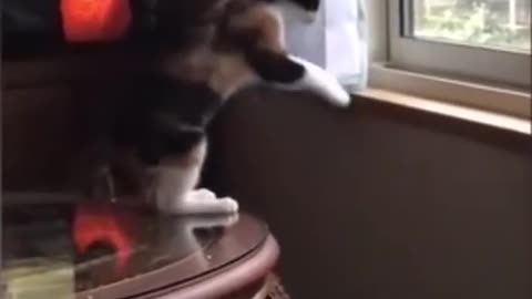 Funniest Animal Videos of Dogs and Cats 2023