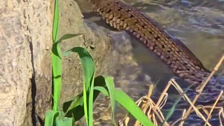 Snake vs. waves / grass snake vs. nature.