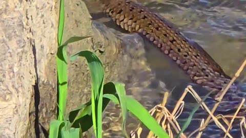 Snake vs. waves / grass snake vs. nature.