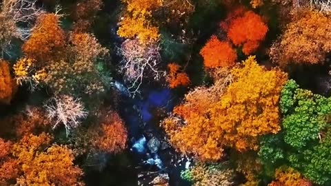 Aerial Footage of Forest Trees During Autumn #shorts