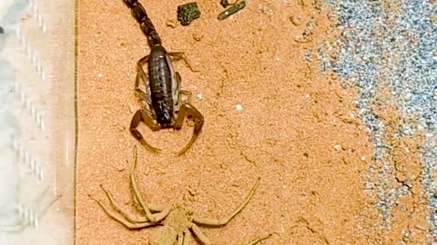 unbelievable sand spider attacks scorpion