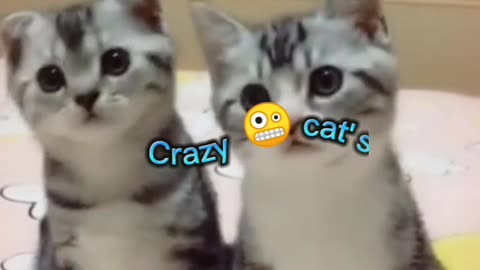 Crazy 🤪 cat's