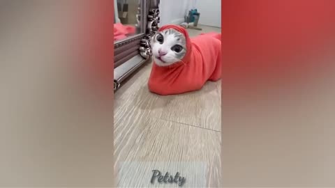Cats and dogs best Compilation#1.Funny pets video for you!Petsty.