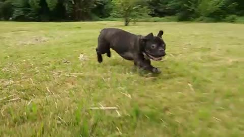 Cutest funny dog running and playing