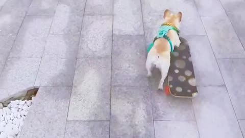 Amazing Dog skating skills