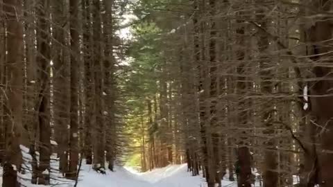 Relaxing Snow Crunching ASMR Sounds of Winter Forest Walk #Shorts