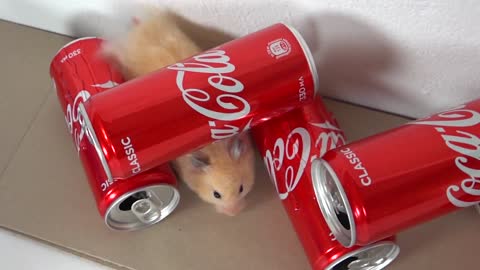 My Funny Pet Hamster takes on the COCA COLA Obstacle Course