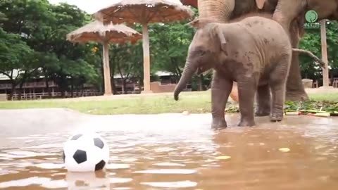 Baby Elephant Wan Mai Outing - ElephantNews