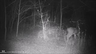 Backyard Trail Cam - Younger Buck on Walking Trail