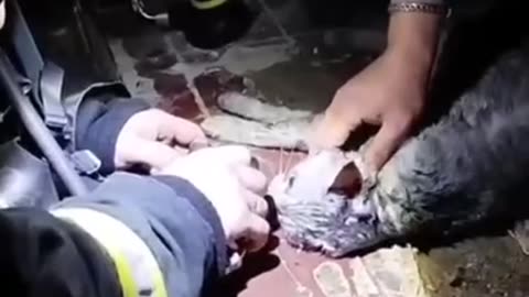 Resuscitating the cat after being saved from fire
