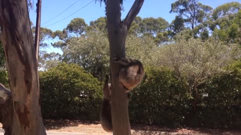 Koala Gets Kicked Out Of Tree and Cries!