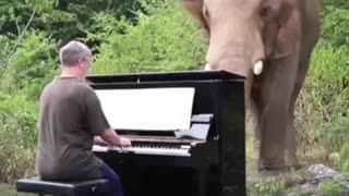 Playing classical music to abused elephants