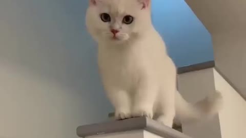 cat funny video watch 🤣