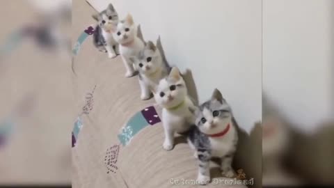 So many cute kittens video