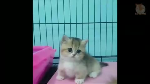 PLAY WITH CUTE LITTLE KITTY'S. SEE HOW MUCH THEY ARE CUTE |#cutestanimals