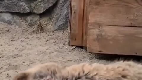 Pallas cat