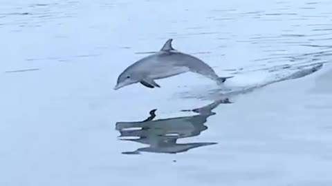 Dolphin Spelling Video.Dolphin playing video