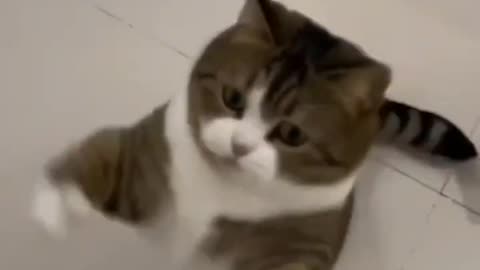 Funny cat clip