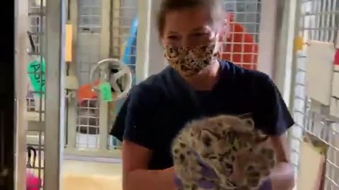 Baby Snow Leopard Weighed