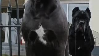 BATMAN DOG AMAZING BEAUTIFUL