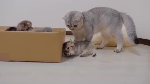 Funny cat videos. Funny animal videos