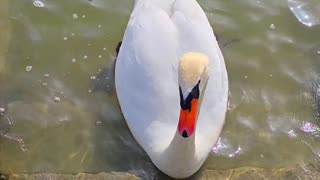 Two swans tease each other / beautiful swans in the river.