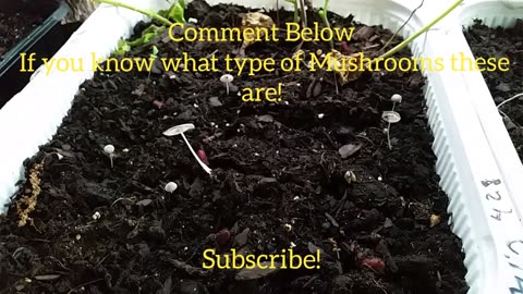 Comment Below If you know what type of Mushroom