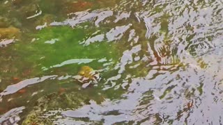 Green algae in a river with fresh water / beautiful river in nature.