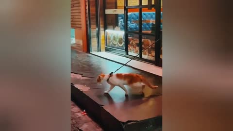 FUNNIEST CATS AND DOGS VIDEOS 2024 @MR. FUNNY VIDEOS