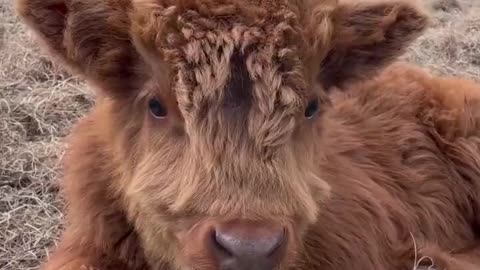 😱This Cow is Taking the Internet by Storm 💕 🐮- Seems unbelievable!!!