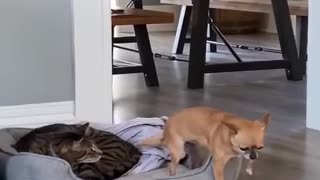 Funny Animal Act