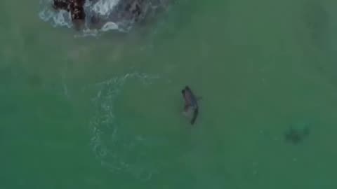 amazing seal shark attack