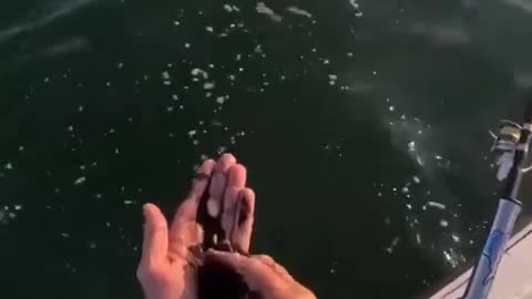 Man rubs squid ink on himself and finds out
