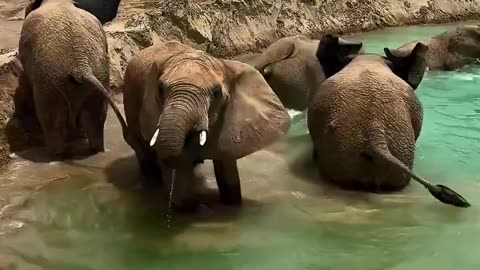 i didn't know that elephants would be so happy to get in a pool of water 🥹🫠