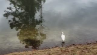 Beautiful Egrets and Ducks