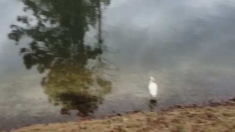 Beautiful Egrets and Ducks