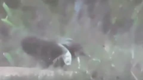 unbelievable anteater attacks jaguar