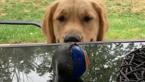When fetch is life ...