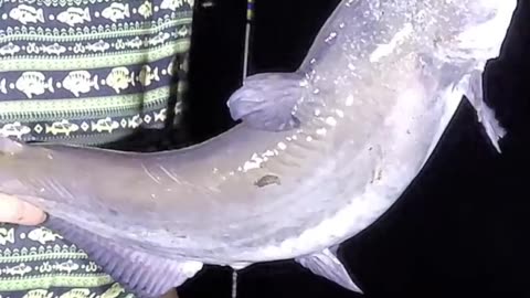 13 lb Blue Catfish on Cut White Perch