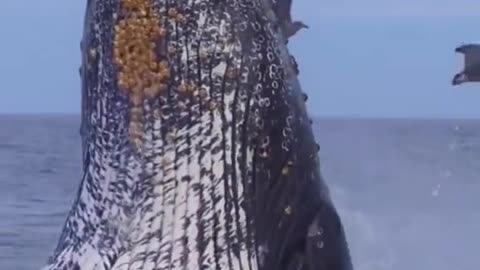 Salto Incrível da Baleia