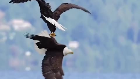 Two Eagles doing an aerial trick into infinity
