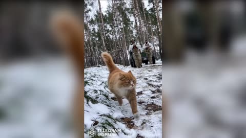 Moment Ginger Cat Dubbed 'Private Ket' Leads Ukrainian Troops Through Snowy Forest