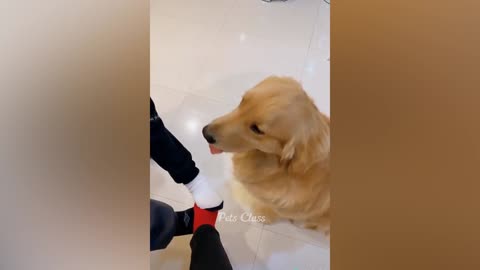 viral funny video trend dog funny movement, and so funny doge