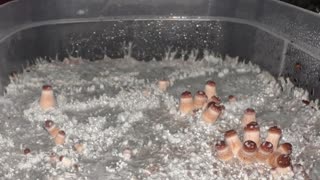 B+ Mushroom growth Timelapse