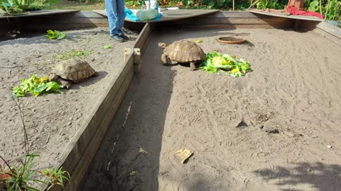 Feeding the tortoises and taking the duck for a walk