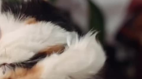 CUTE CAT PAMPERING