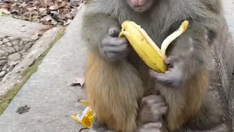greedy little monkey