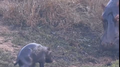 Newborn Hippo's First Steps on Dry Land!